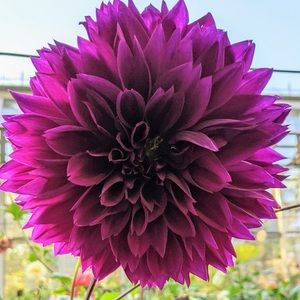 Meet your Posher, Cary